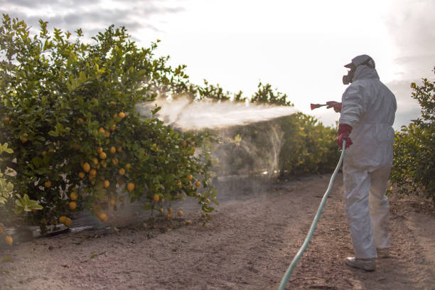 Trusted Hayti, PA Pest Control Experts