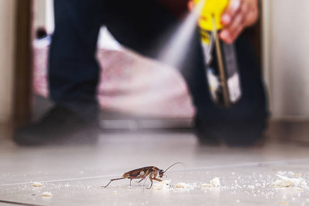 Best Pest Control Treatment  in Hayti, PA